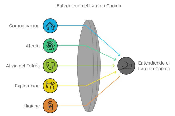 resumen sobre el lamido canino