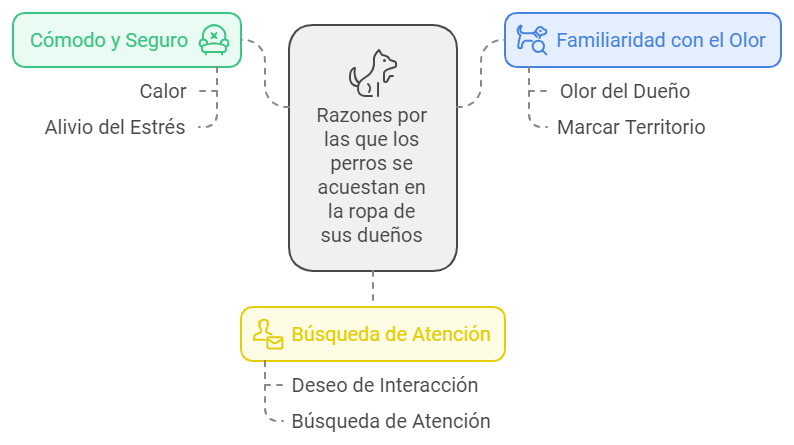 Razones por las que tu perro se acuesta en tu ropa