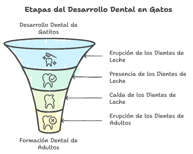 proceso de aparición de los dientes de leche en los gatos y su recambio