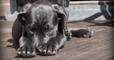 Causas Comunes de la Gastritis en Perros