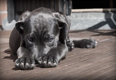 Causas Comunes de la Gastritis en Perros