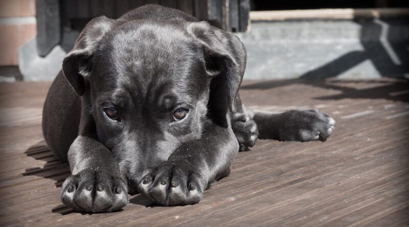 Causas Comunes de la Gastritis en Perros