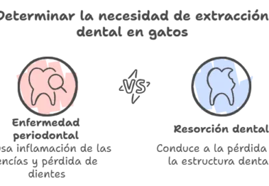 Cuándo es necesaria una extracción dental en gatos