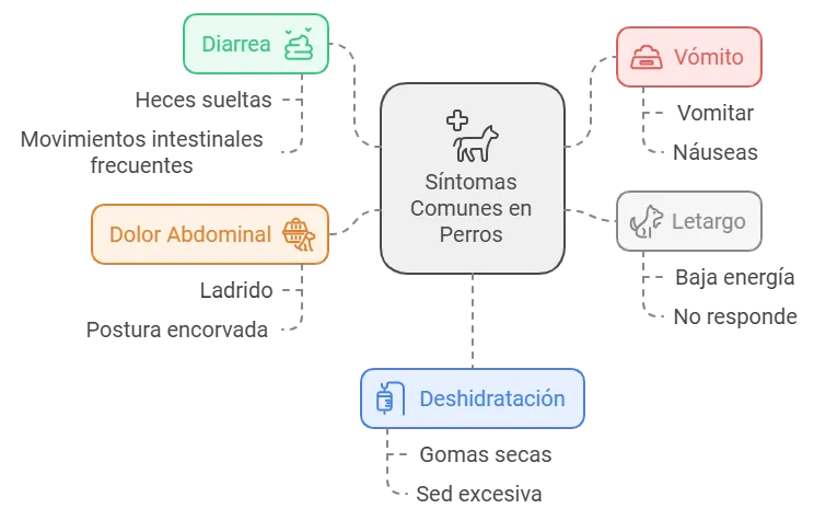 Síntomas más comunes de la enteritis en perros: síntomas y tratamiento