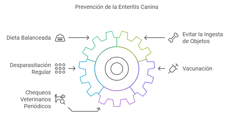 Prevención enteritis en perros: síntomas y tratamiento