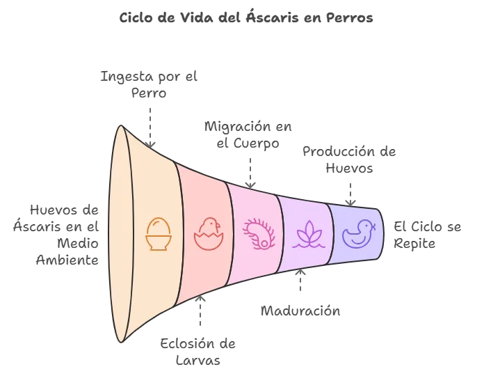 Ciclo de vida del Áscaris en perros