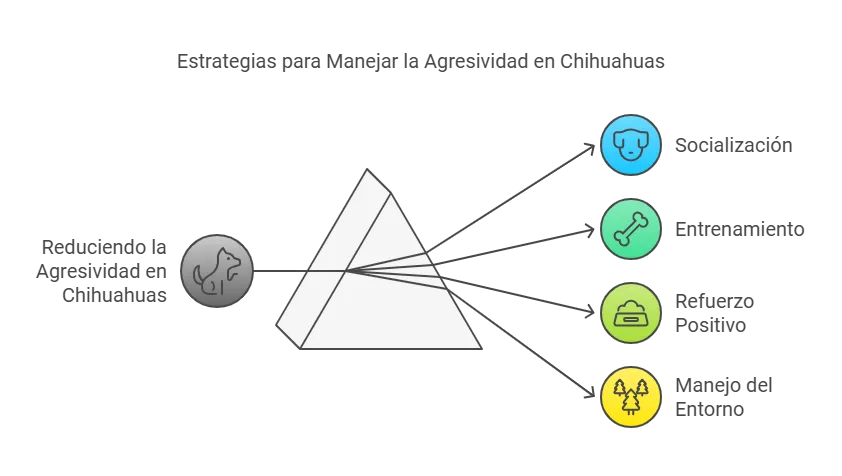 ¿Por qué los chihuahuas son agresivos?