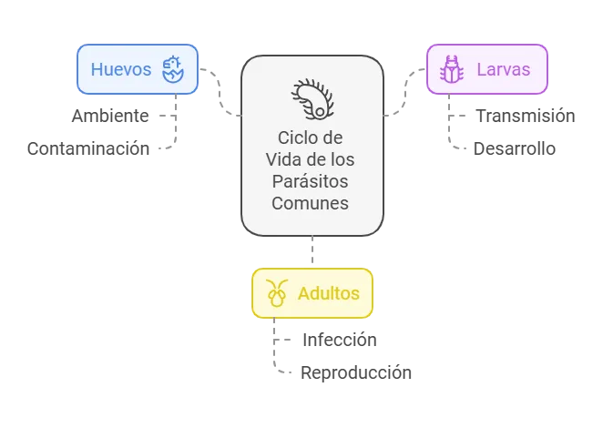 Enfermedades Parasitarias en Perros Ciclo de vida de los parásitos comunes