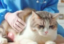 un gato con una leve