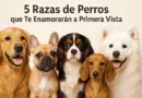 5 Razas de Perros que Te Enamorarán