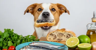 Pan de sardinas: Un premio rico en Omega-3