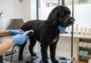 Corta el Pelo a tu Perro de Agua: Guía Fácil y Segura