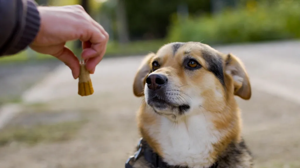 Cómo evitar que tu perro salte a las visitas: Guía Eficaz