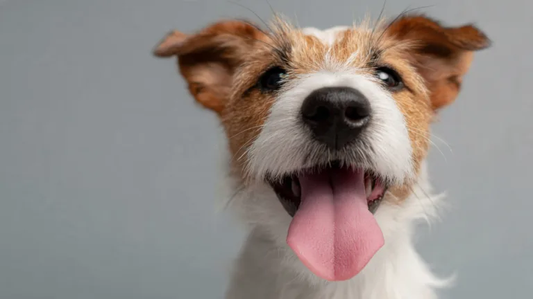 Mal Aliento Mascotas: Causas y Soluciones Efectivas